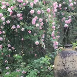 La Gallina Felice Bed & Breakfast