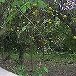 La Gallina Felice 3* Meta