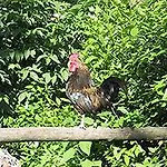 Bed & Breakfast La Gallina Felice 3*