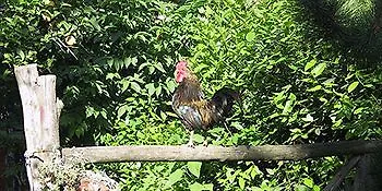 Couette-café La Gallina Felice 3*