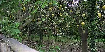 La Gallina Felice 3* Meta